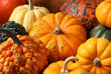 Photo of Thanksgiving day. Many different pumpkins, closeup view