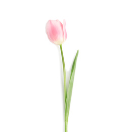 Photo of Beautiful pink spring tulip isolated on white, top view