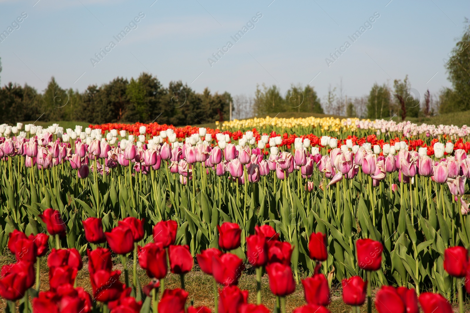 Photo of Beautiful colorful tulip flowers growing in field on sunny day