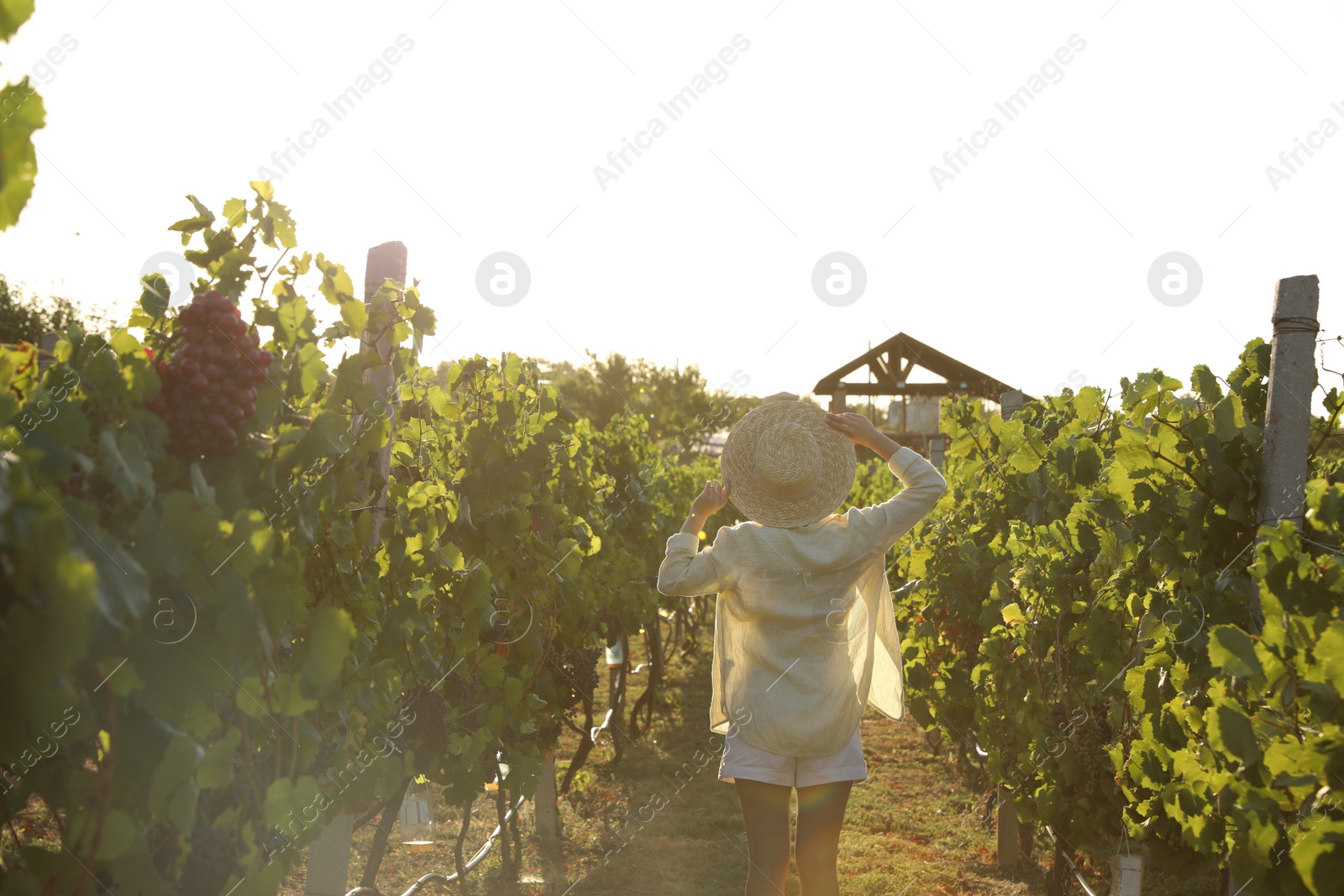 Photo of Woman near grape plants in vineyard, back view