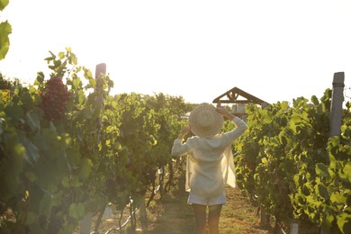 Photo of Woman near grape plants in vineyard, back view