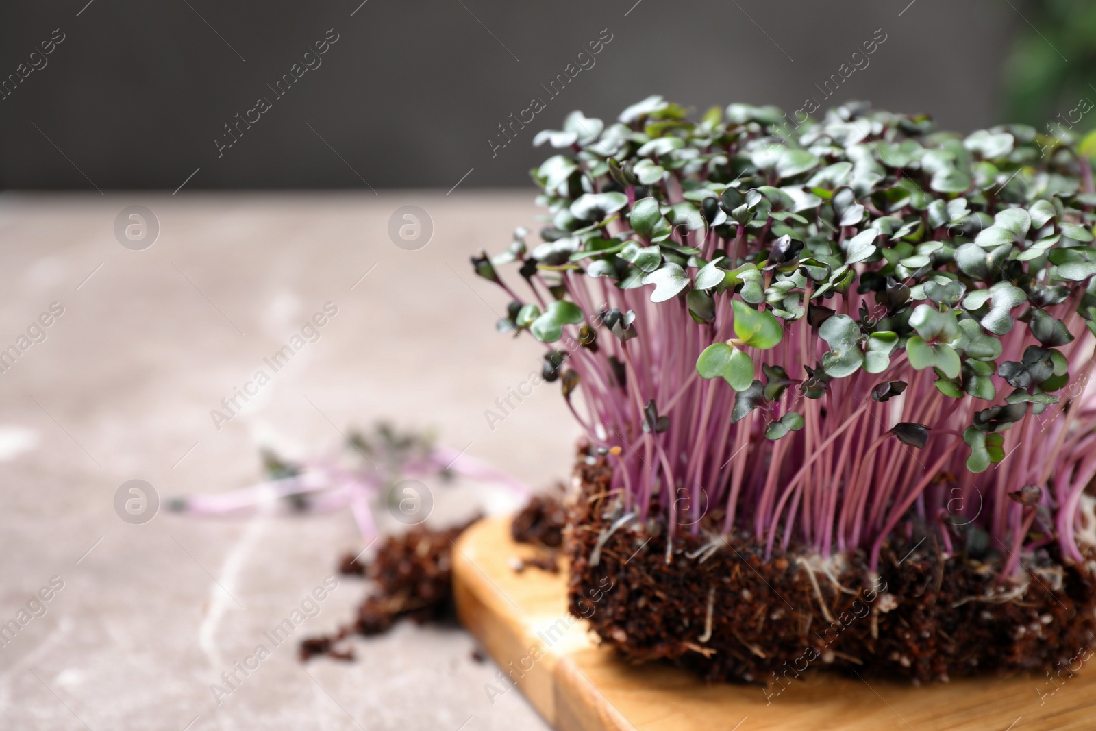 Photo of Fresh organic microgreen on light grey table, closeup. Space for text