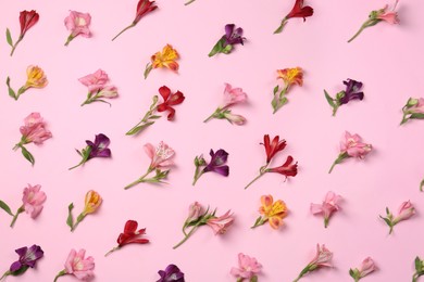 Photo of Flat lay composition with beautiful alstroemeria flowers on pale pink background