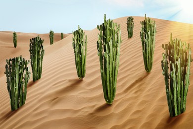 Image of Beautiful cacti growing in sandy desert on hot day