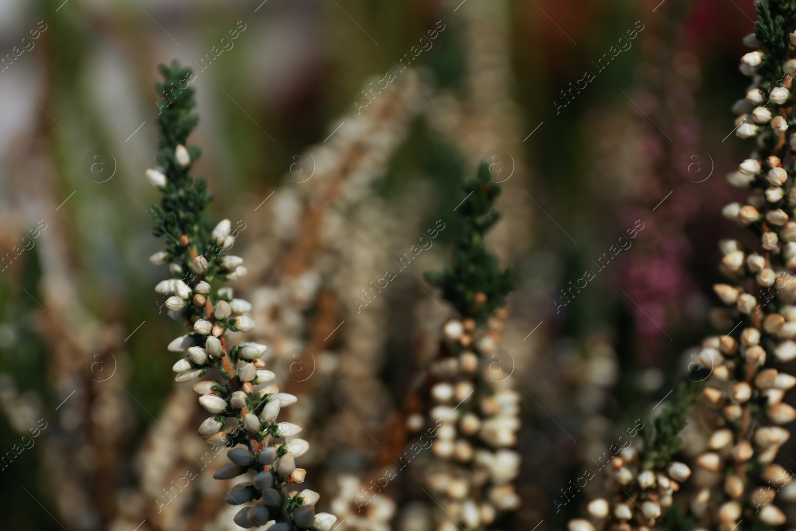 Photo of Heather twigs with beautiful flowers on blurred background, closeup