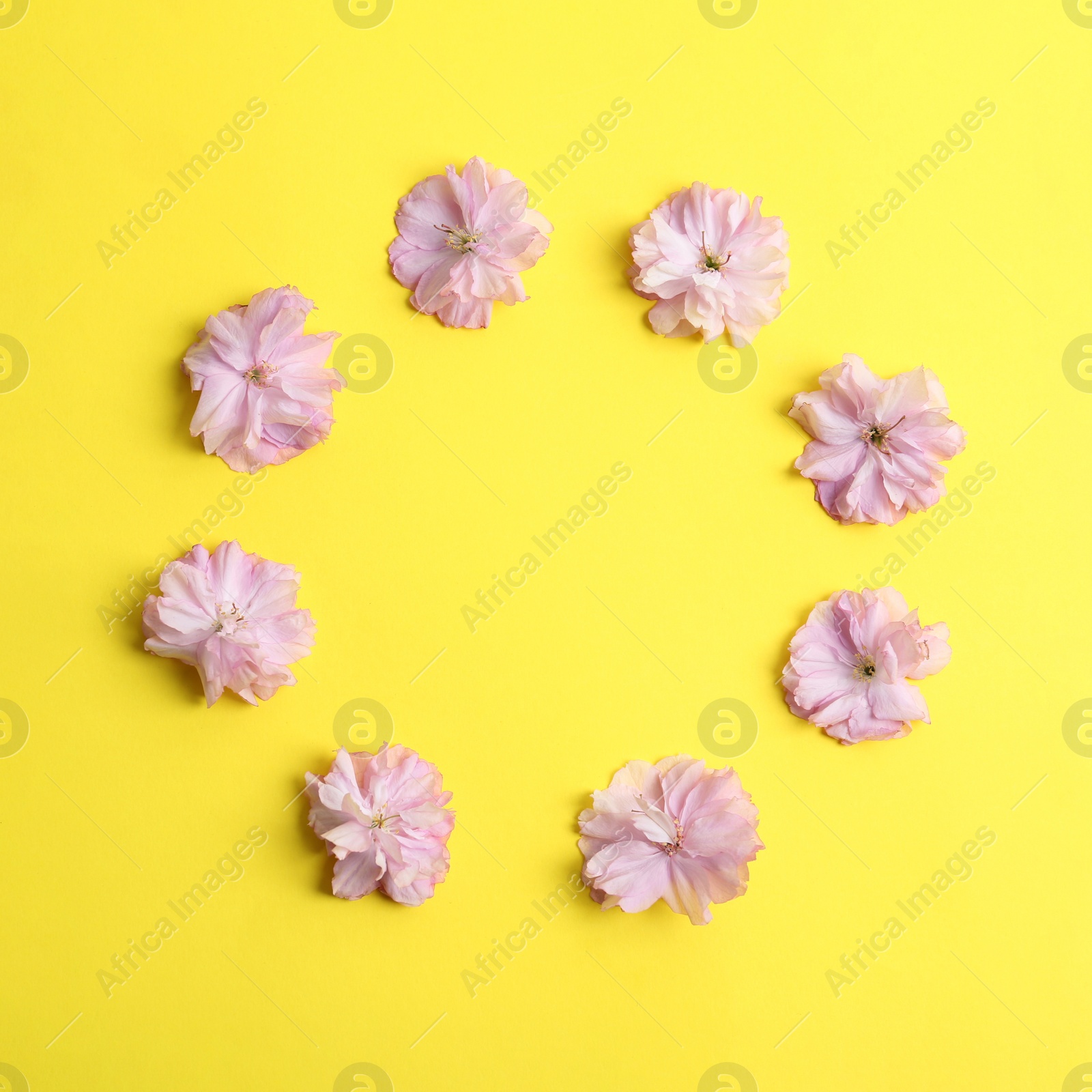 Photo of Frame made with beautiful sakura blossom on yellow background, space for text. Japanese cherry