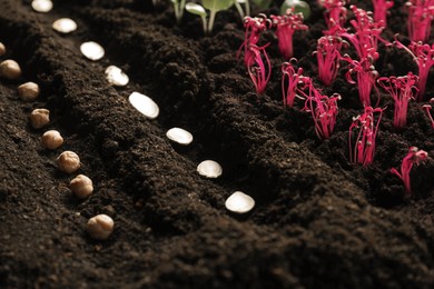 Photo of Many seeds and vegetable seedlings in fertile soil