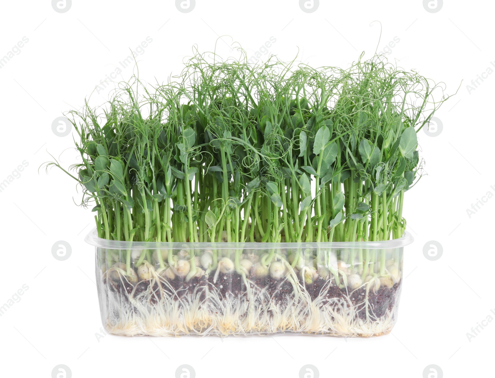 Photo of Fresh organic microgreen in plastic container on white background