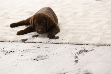 Cute dog leaving muddy paw prints on carpet