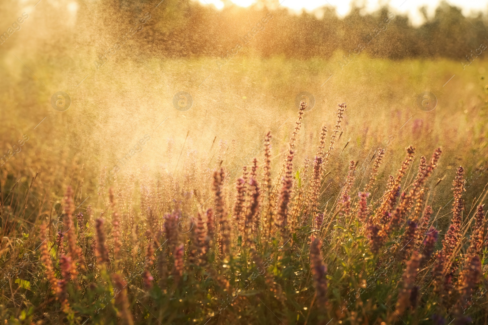 Photo of Beautiful field with wild flowers in morning