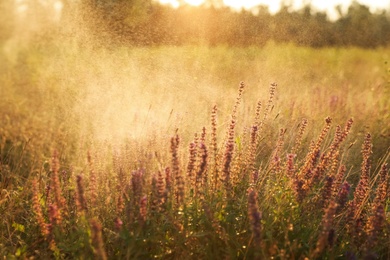 Beautiful field with wild flowers in morning