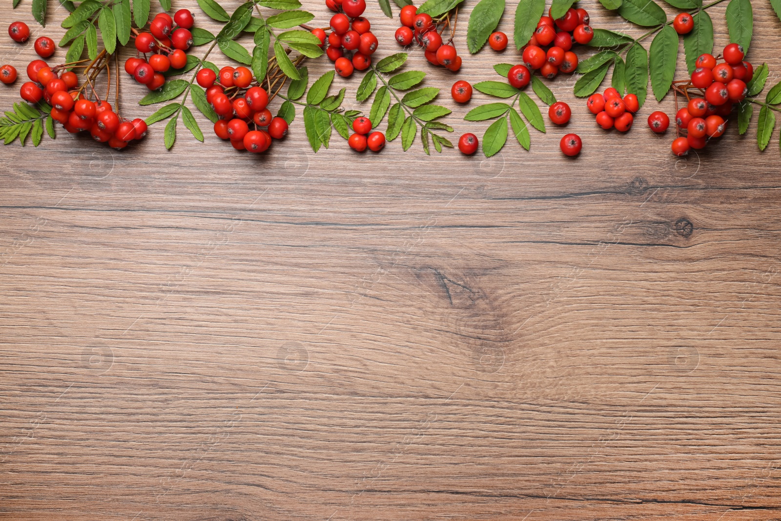 Photo of Fresh ripe rowan berries and green leaves on wooden table, flat lay. Space for text