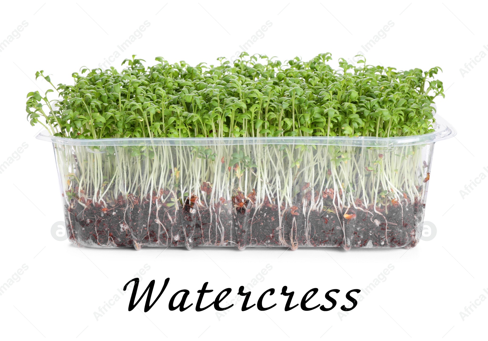 Image of Fresh organic microgreen in plastic container on white background