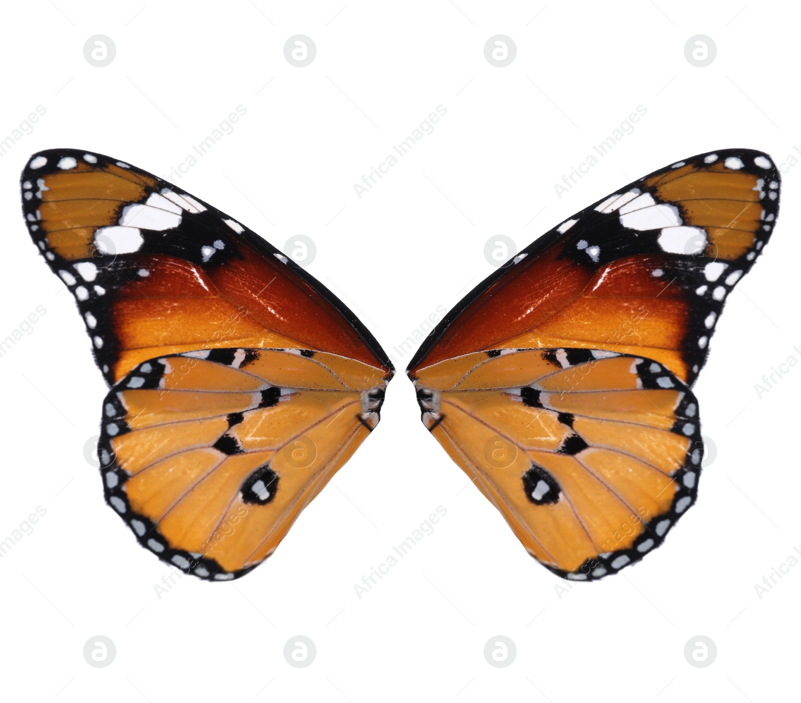 Image of Beautiful plain tiger butterfly wings on white background