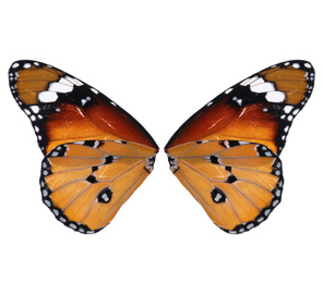 Beautiful plain tiger butterfly wings on white background