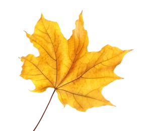 Photo of Beautiful autumn leaf on white background. Fall foliage