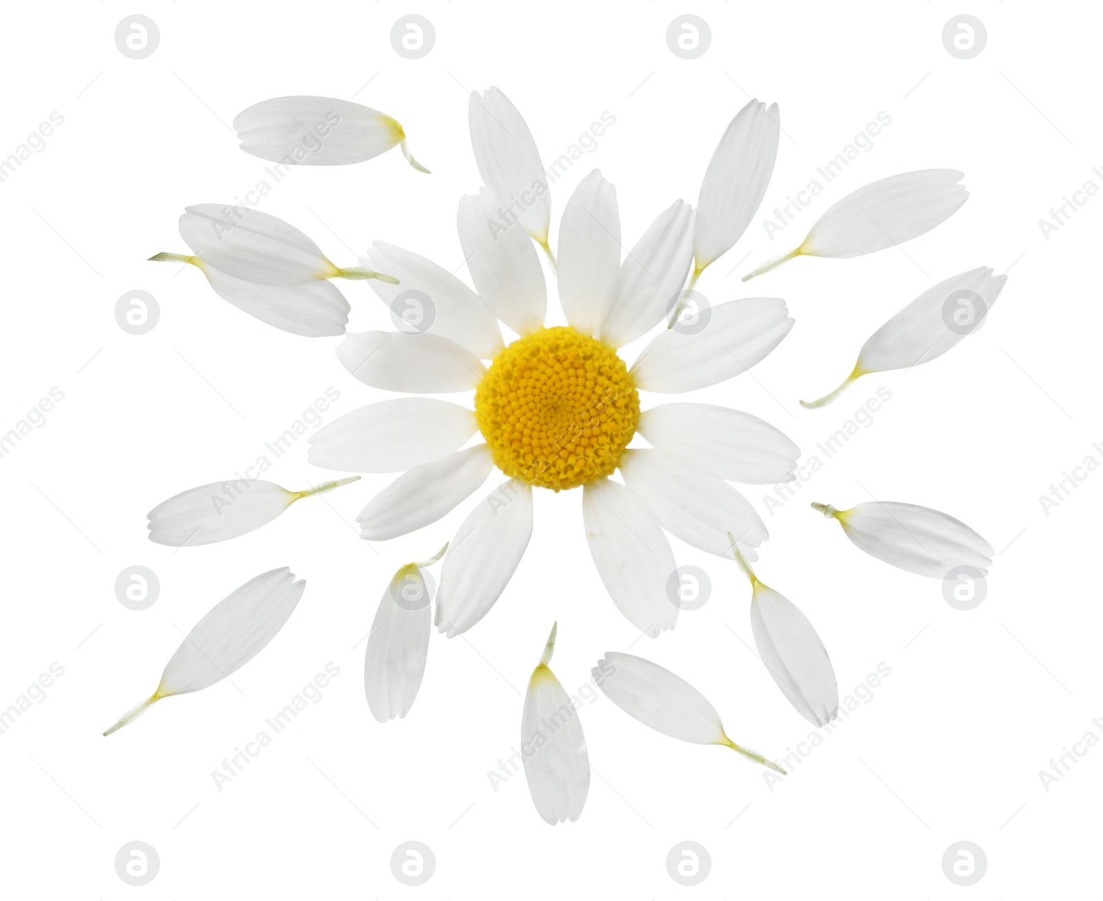 Image of Chamomile flower with flying petals on white background