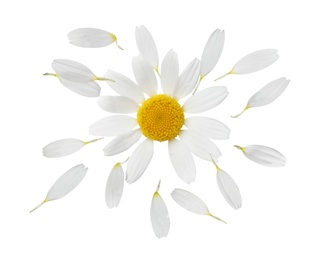 Image of Chamomile flower with flying petals on white background