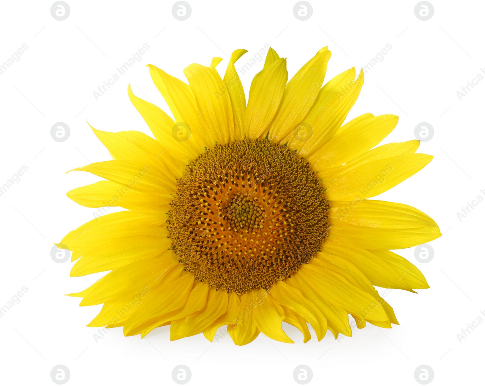 Photo of Beautiful bright blooming sunflower isolated on white