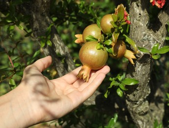 Farmer assistant touching pomegranate fruit in garden, closeup