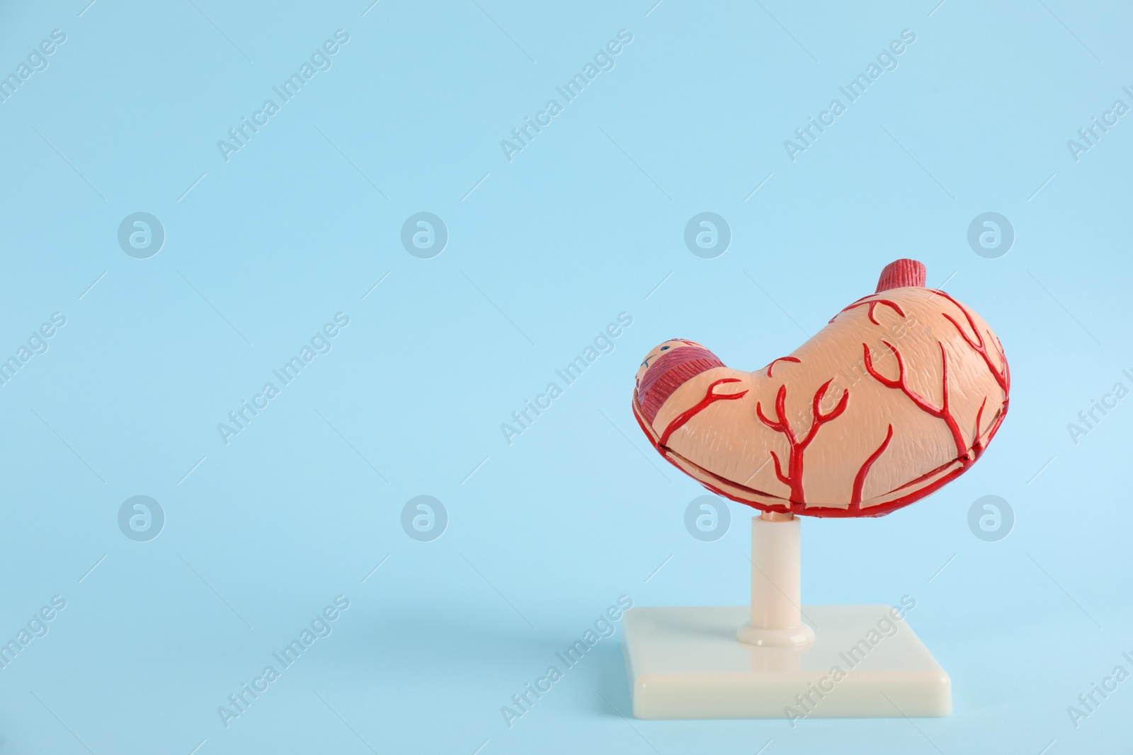 Photo of Human stomach model on light blue background. Space for text