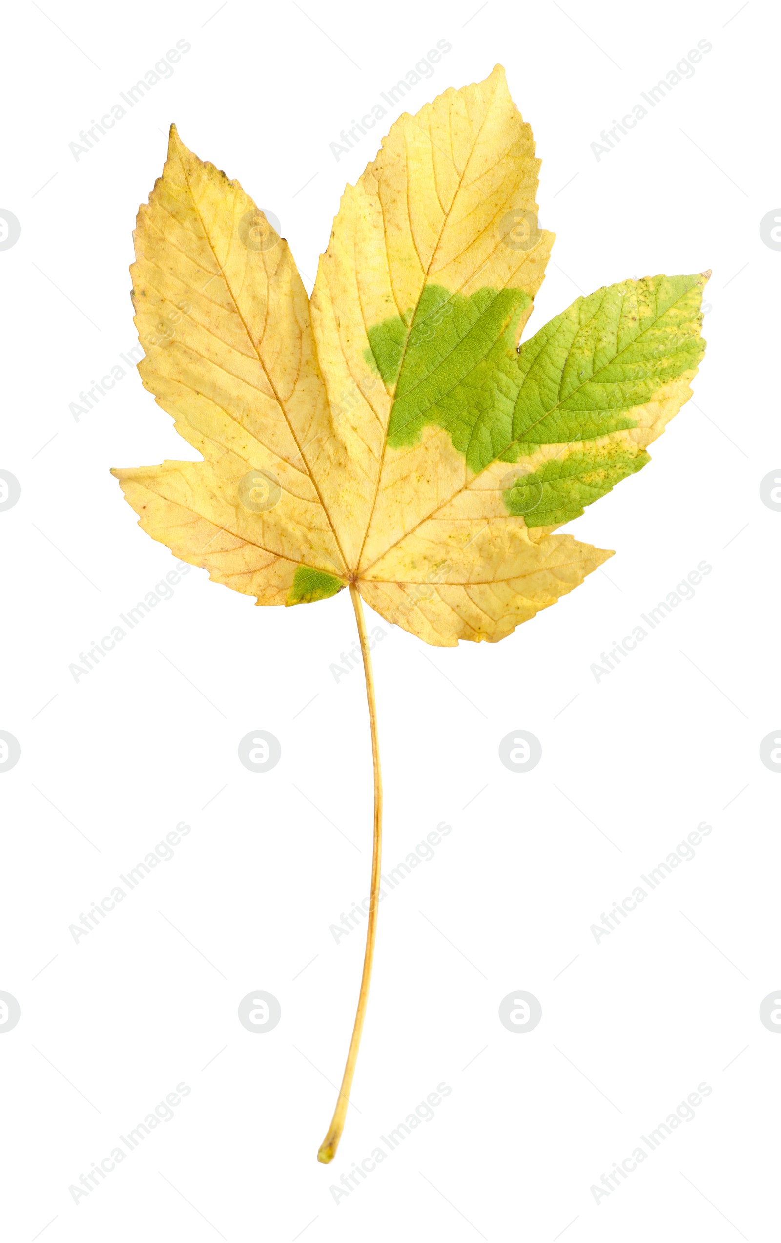 Photo of One maple leaf isolated on white. Autumn season