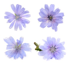 Image of Beautiful tender chicory flowers on white background, collage 