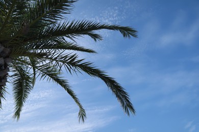 Photo of Beautiful palm tree with green leaves against blue sky, low angle view