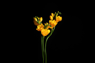 Beautiful yellow freesia flowers on black background