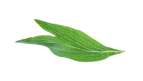 Fresh leaf of peony plant isolated on white