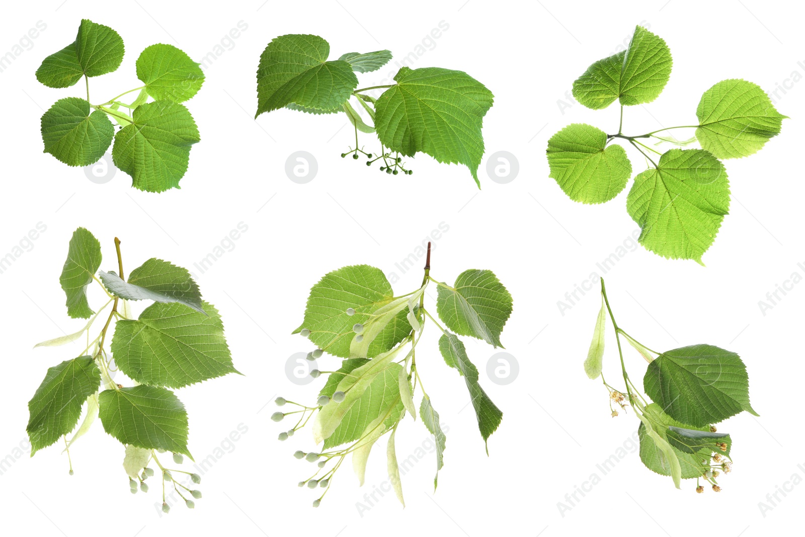 Image of Set with young fresh leaves on white background 