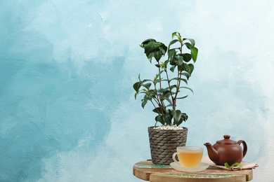 Photo of Tea plant in pot, cup and teapot on table