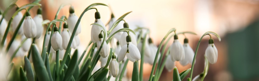 Beautiful snowdrops growing outdoors, banner design. First spring flowers