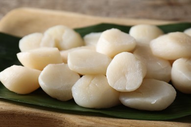 Fresh raw scallops on wooden board, closeup