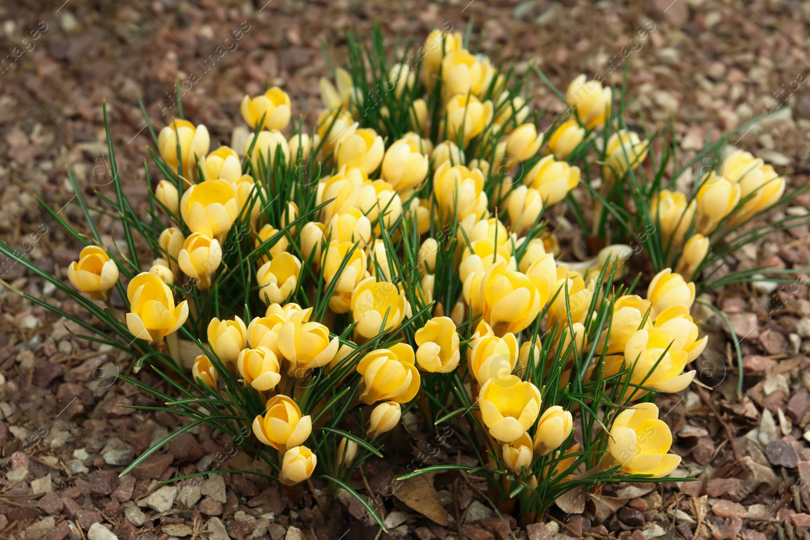 Photo of Beautiful yellow crocus flowers growing in garden