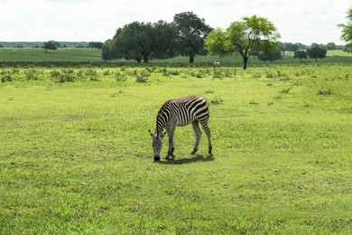 Photo of Beautiful striped African zebra in safari park