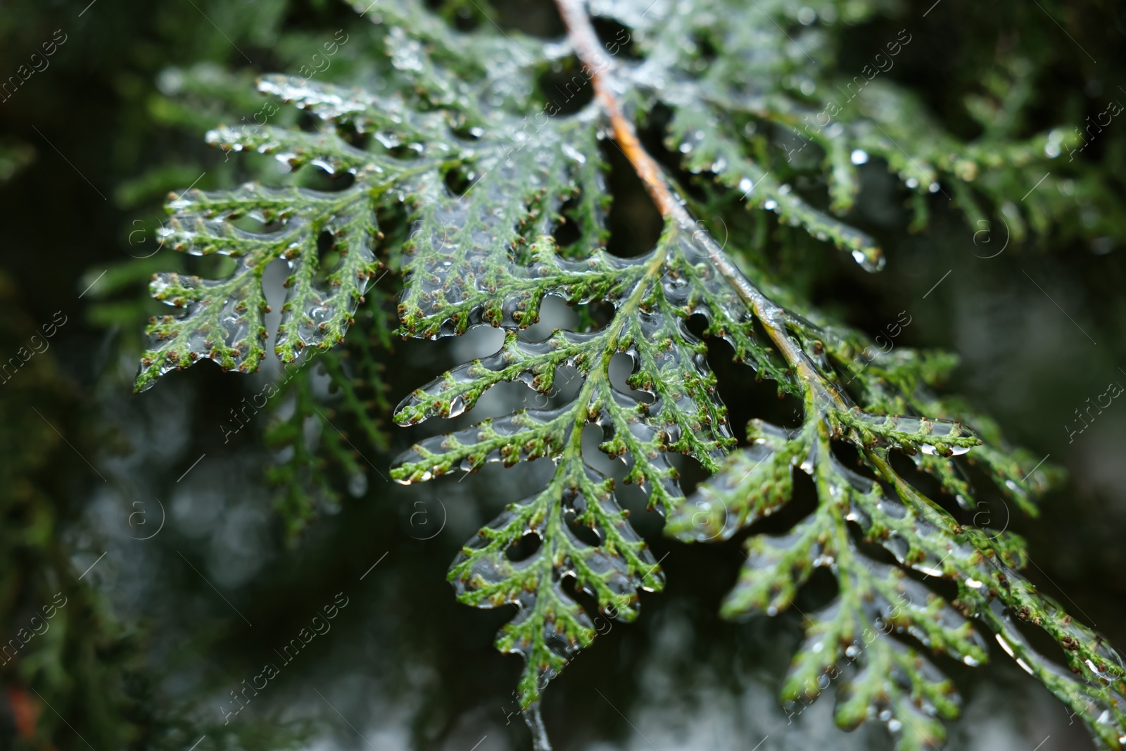 Photo of Thuja branch in ice glaze outdoors on winter day, closeup