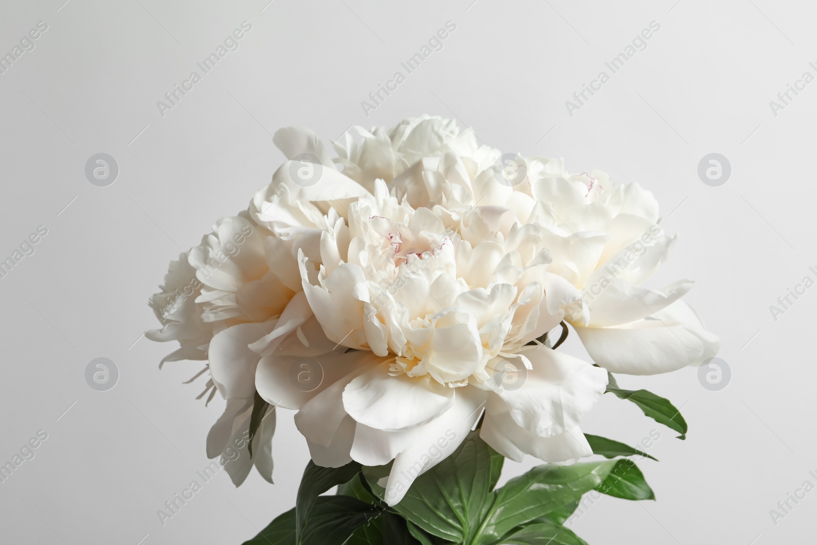 Photo of Beautiful blooming peony flower on white background