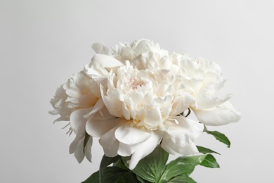 Photo of Beautiful blooming peony flower on white background