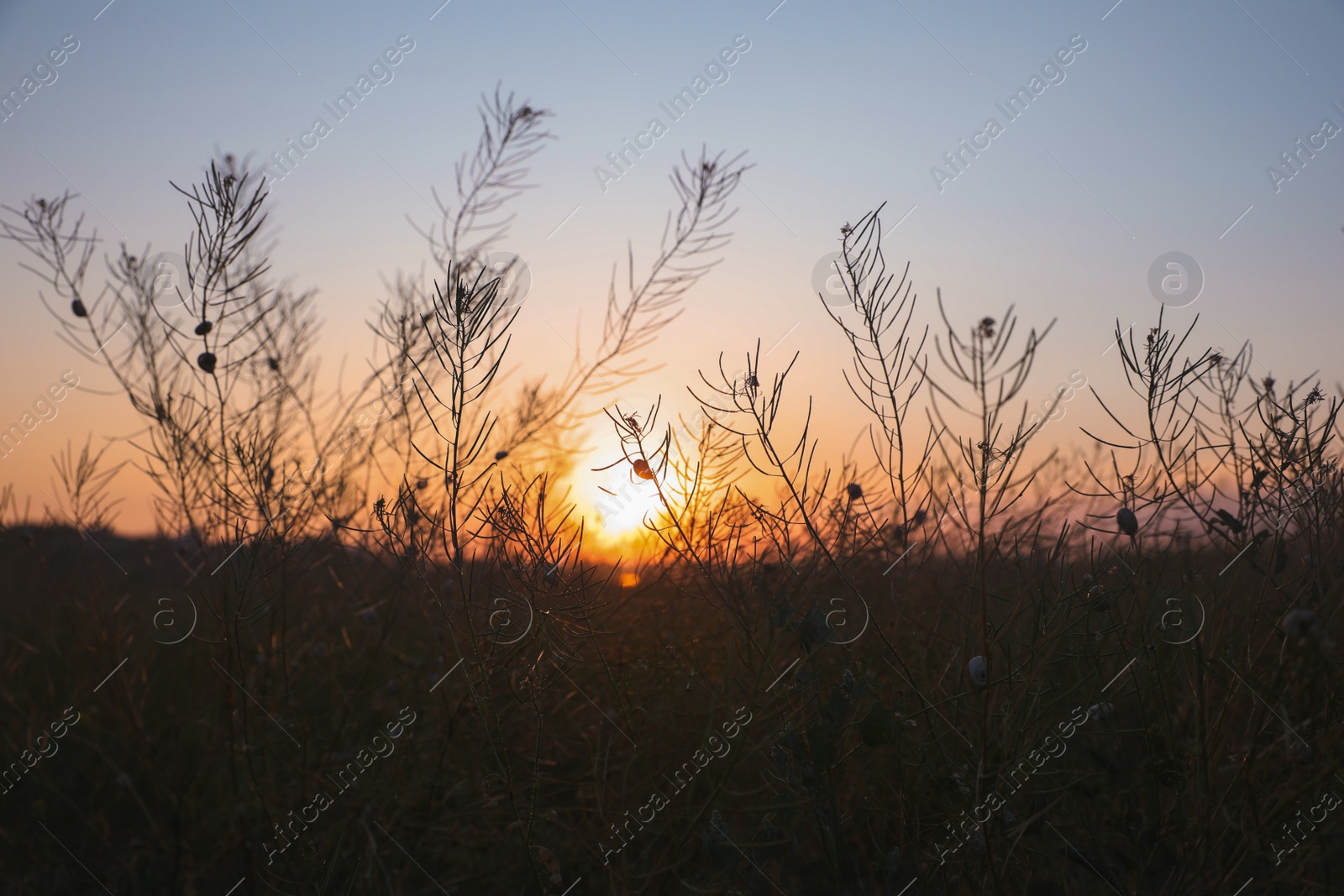 Photo of Beautiful view of field at sunrise. Early morning landscape