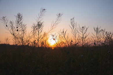 Photo of Beautiful view of field at sunrise. Early morning landscape