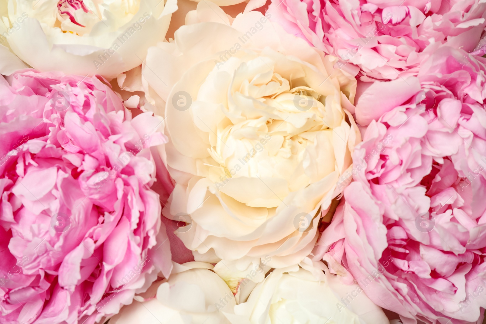 Photo of Beautiful white and pink peonies as background, closeup