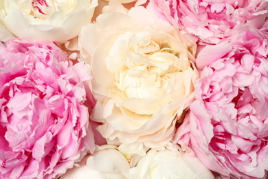 Photo of Beautiful white and pink peonies as background, closeup