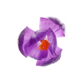 Photo of Beautiful purple crocus flower isolated on white