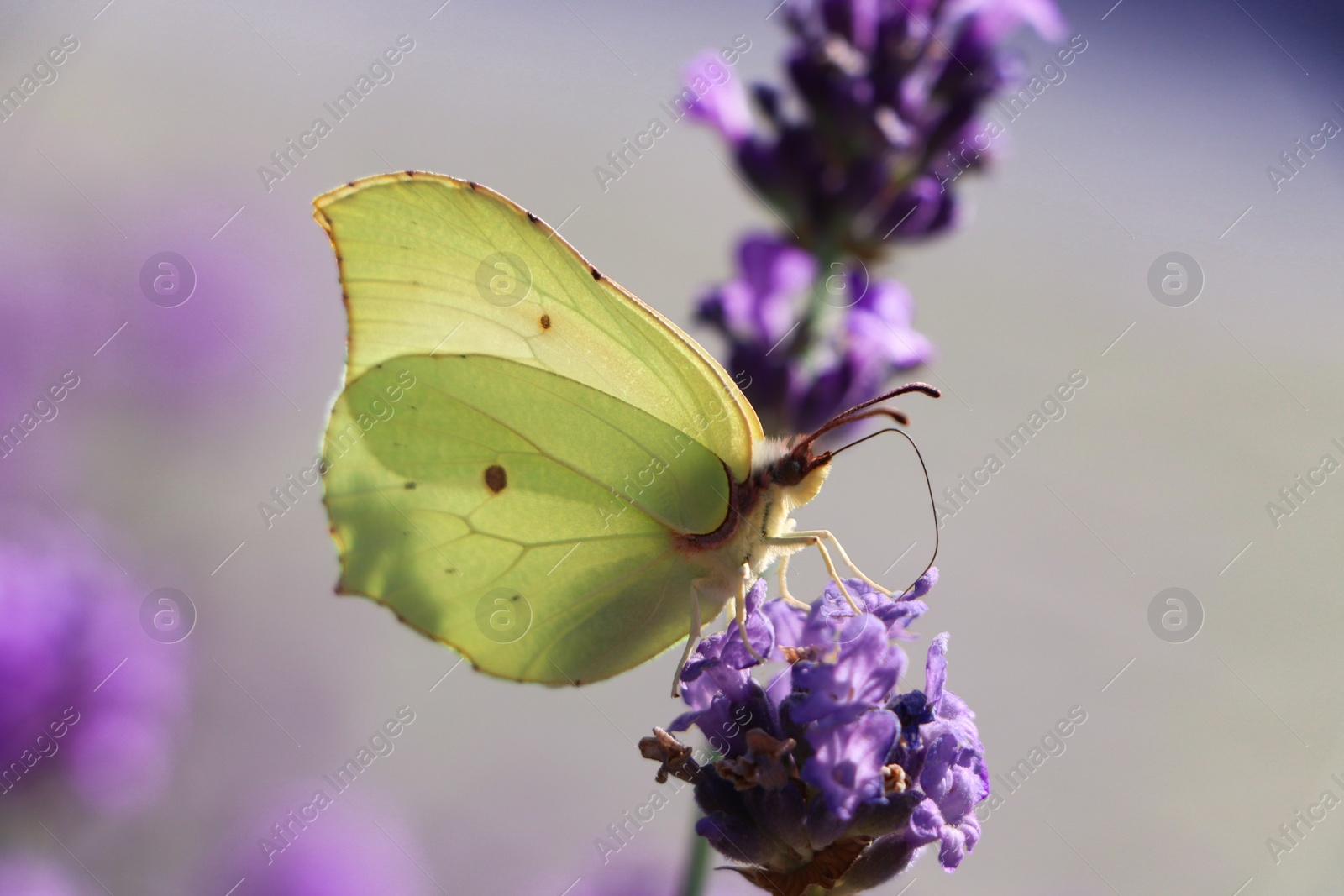 Photo of Beautiful butterfly in lavender field on sunny day, closeup