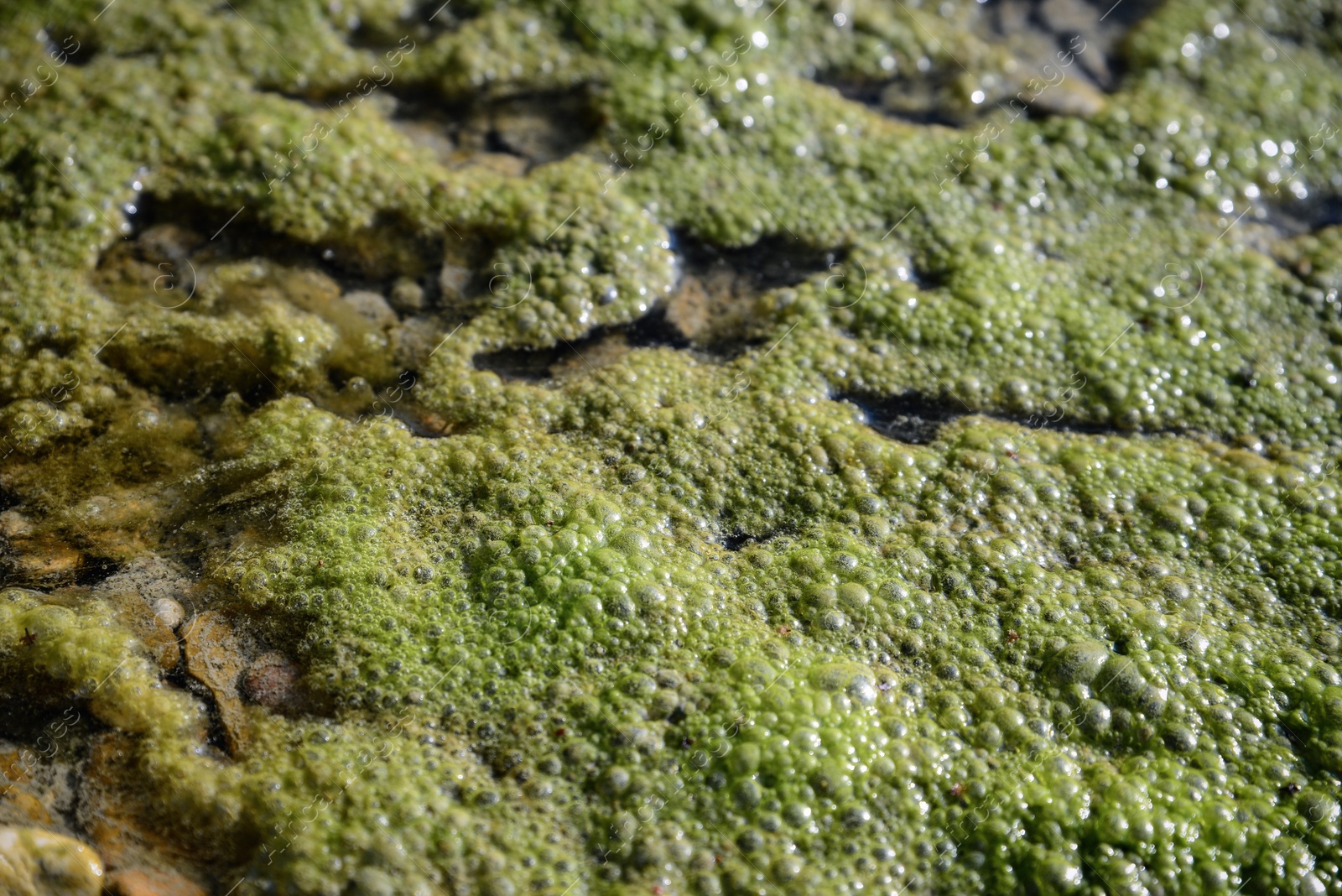 Photo of Closeup view of green moss in river water on sunny day