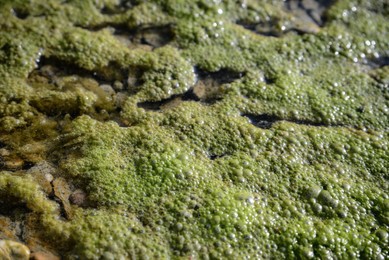 Closeup view of green moss in river water on sunny day
