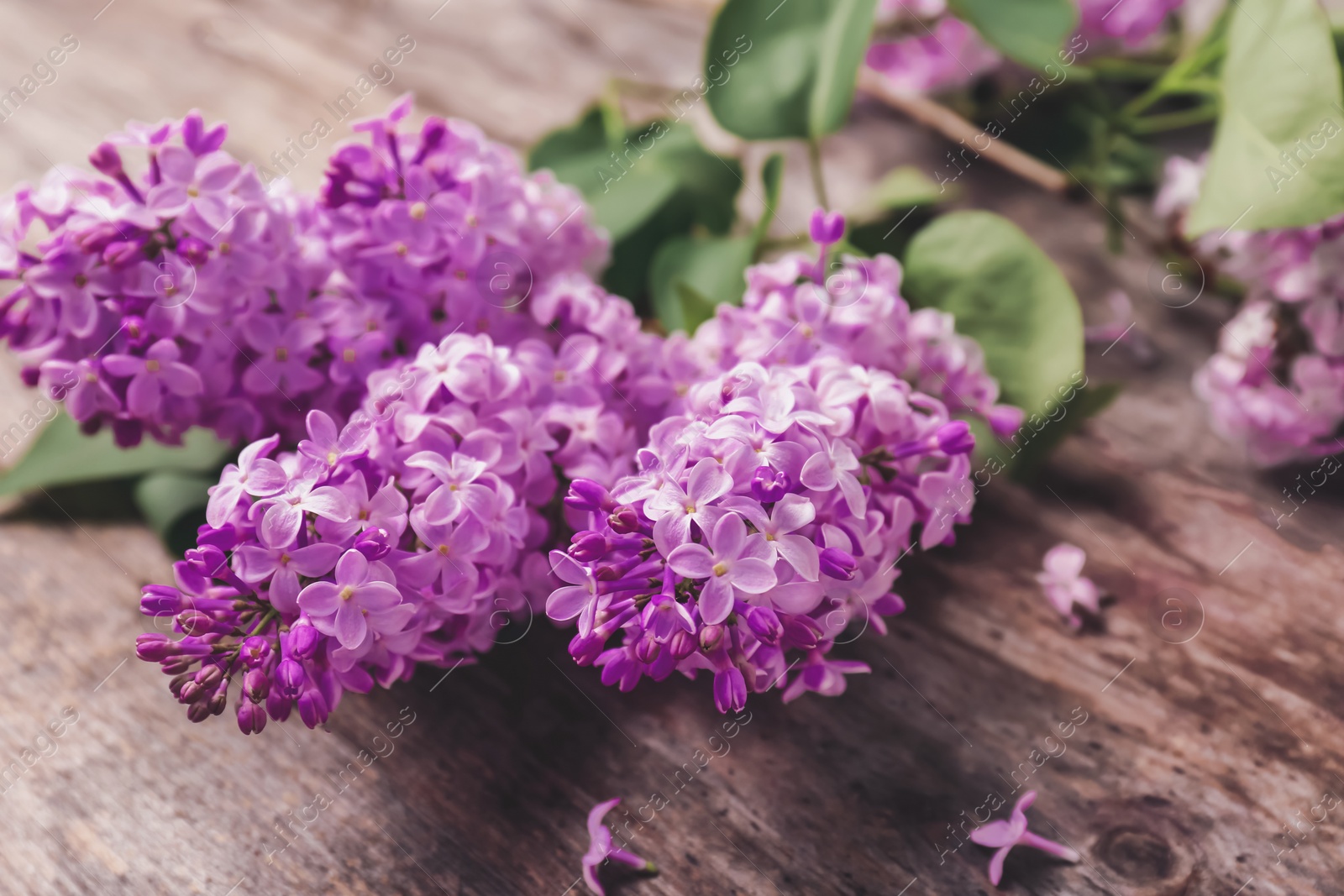 Image of Blossoming lilac on wooden background. Spring flowers