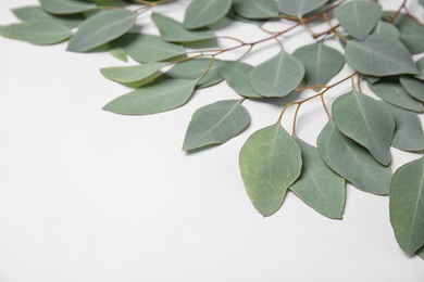 Photo of Fresh eucalyptus leaves on white background