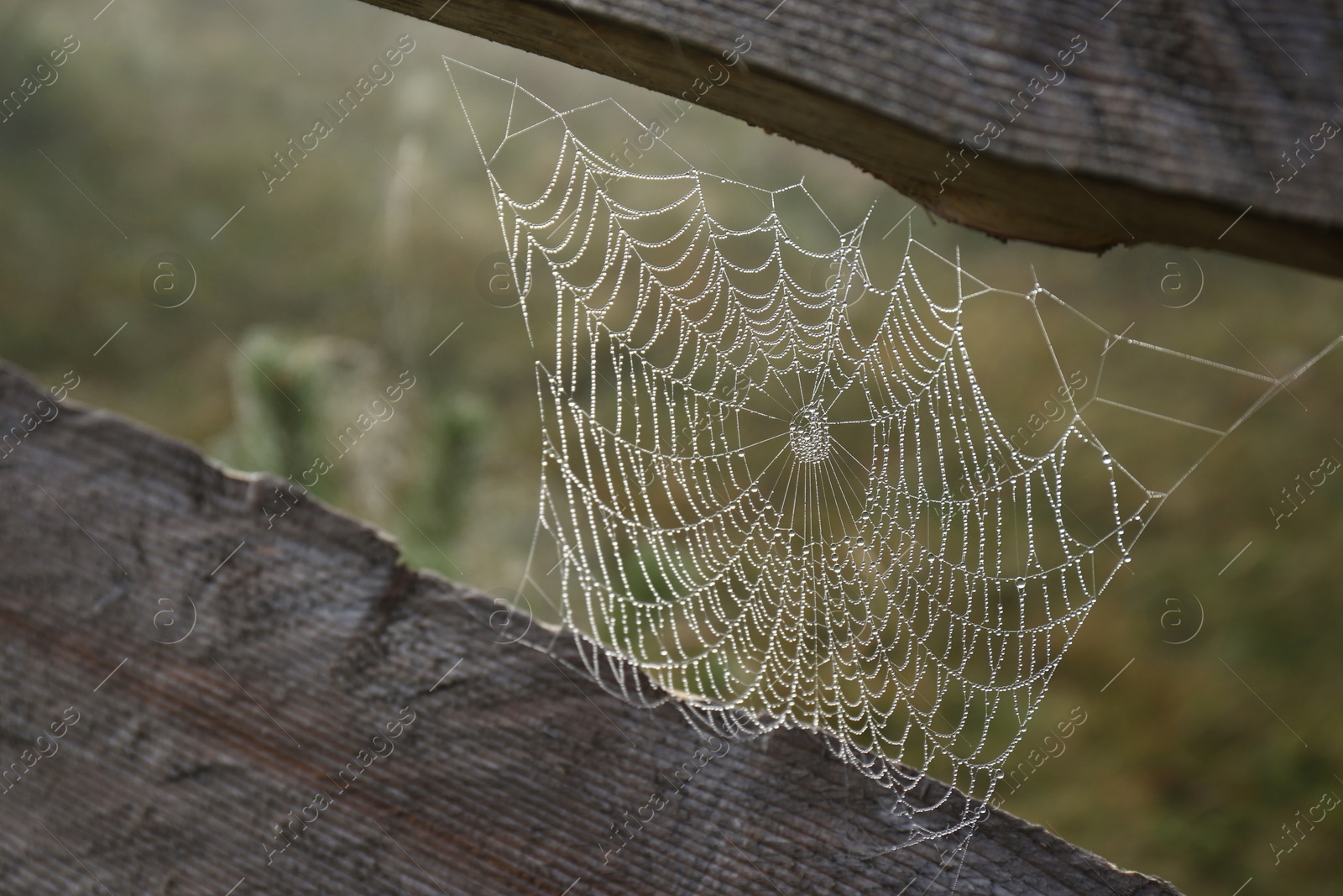 Photo of Beautiful spiderweb with dew between wooden planks outdoors, closeup